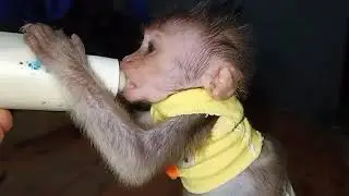 Monpai dan Kucing Bermain