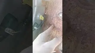 2nd gen wrx wagon rust problem!#subaru #wrx #bugeye