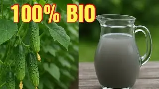 Prirodni rastvor za krastavce – REZULTAT me ostavio bez riječi!