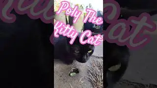 Cat Poly Garden Manger Enjoying Winter #cat #pet #viral #shorts
