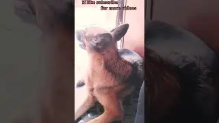 Mili shying with me #animal#training#shorts  #youtubeshorts#dog#pet