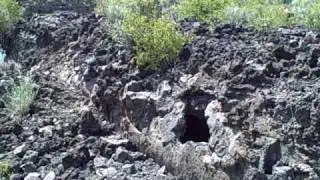 Lava Cast Forest, log mold