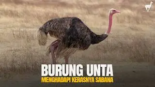 Ostriches: Defeating Savannah Predators with Ingenuity