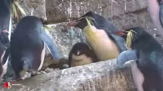 N&ouml;rdlicher Felsenpinguin im Zoo Berlin geschl&uuml;pft