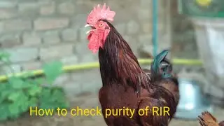 Asli RIR ki nishania | How to check purity of Rhode Island Red chicken| 03120877007