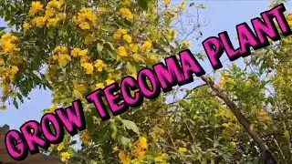 How to grow and care tecoma plant #Tecomaplant #Tecomacare