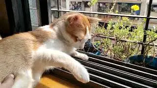 आज लाडू आणि मम्मीचे हितगुज...🐈❣️🧿❤️