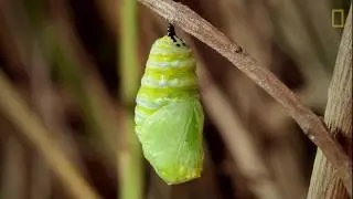 &iquest;Cu&aacute;nto tarda una larva en transformarse en una mariposa monarca?