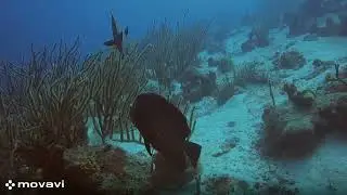 FRENCH ANGELFISH