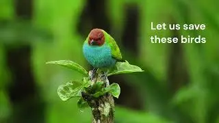 Songbird | Song Bird | Passeriformes | perching bird