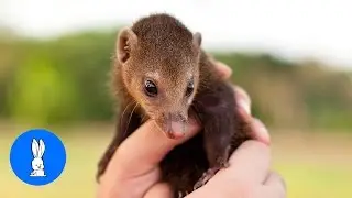 Baby Mongoose Playing - CUTEST Compilation