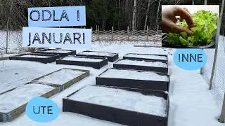 Odla i JANUARI - Sådder inomhus och en titt på växthuset