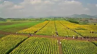 NGẮM ĐỒI HOA HƯỚNG DƯƠNG THẬT ĐẸP 