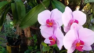 MI JARDÍN Y SUS SECRETOS: ¡Anímate a Propagar tus Plantas!” #jardin #garden #plantas #flowers 
