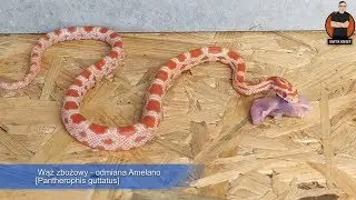 KARMIENIE WĘŻA ZBOŻOWEGO MYSZKĄ 🐍 [Pantherophis guttatus] #3mininfo