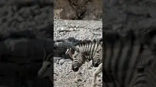 Springboks and Zebra in Etosha National Park, Namibia.