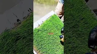 #paddy  #transplanter #new #technology in #srilanka #viral #trending #tiktok #video