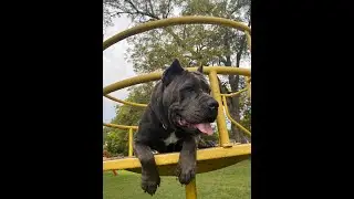 Keeping Pets Safe in the Heat