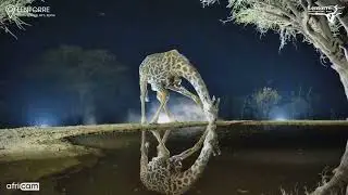 Listen to a Giraffe Slurping at Night