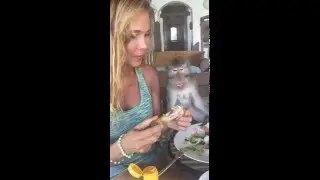 Shuto the monkey shares a meal....