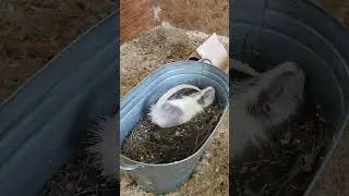 поехали к шефу)))нутрия принимает ванну#nature #animal#смешное