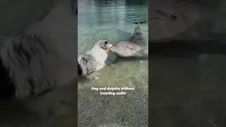 Incredible moment between a dog and dolphin!