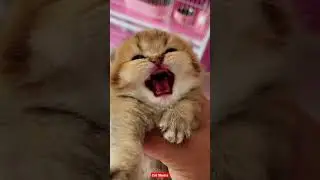 This little one😽&bull;|Please Subscribe&bull;#SHORTS #Catlovers #Catfunny #Catfashion #Kucinglucu #Kittylovers