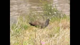 Black-tailed Native-hen, Inman River Mouth, Victor Harbor
