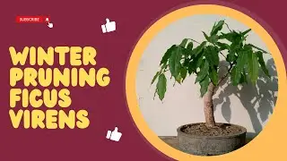 Pilkhan, Ficus Virens Winter Pruning