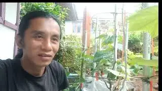 Update pohon anggur jupiter