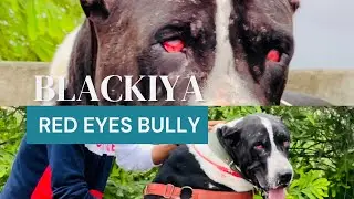 #dogs #bullybreed #bullylovers #indianbreed #indianmastiff #sonulatiwal #shorts #youtubeshorts