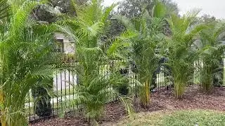 Areca Palm Privacy Screen/The Tree Planters/For 50 Years We Have Planted and Guaranteed Large Trees