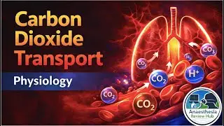 Carbon Dioxide Transport &ndash; Physiology Explained | Anaesthesia Review Hub