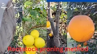 How Rootstock khati proning .Best method of proning. Citrus farming  in  South Punjab  🍋  Pakistan. 