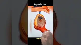 Reproduction in 3d Animation 👨&zwj;⚕️⚕️