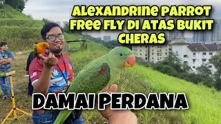 Free fly alexandrine parrot,sun conure,macaw dan macam2 lagi jenis burung di DAMAI PERDANA CHERAS