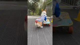 Sliding Dog 🐕NewViral Gadgets, Smart Appliances,KitchenUtensils/Home Inventions