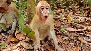 Sound crying hungry peanut of baby ELPIDA/ Abandon baby ELPIDA can't sit silent with deep hungry