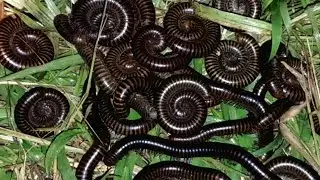 At night the millipedes come out to find food and water#millipedes#