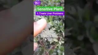 Sensitive Plant Medicinal Uses / Mimosa pudica/ #africa #plants #herbal #health #skincare