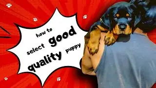 How to Select a Good Quality Puppy in Tamil | Is KCI Paper must for Dog or Puppies | Chatty Rotty
