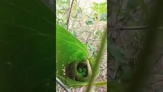 Green  colour 💚 bird eggs 🥚🥚 in our farm house 🏠🏡 guess the name of the bird 🐦🕊️