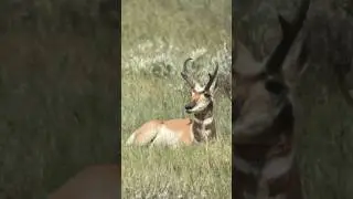 Archery antelope season kicks off in 10 days! #antelope #proghorn #leupold #buckstormsd
