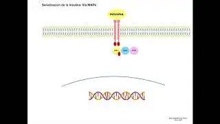 Señalización de la Insulina: Vía de las MAPk