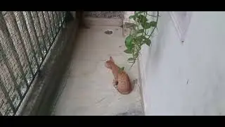 बिल्लो की सुरक्षा का इंतज़ाम! | Balcony Net लगवाने का हमारा Experience 🐾
