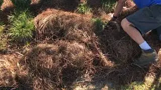 New STIHL BR450 and Pine Straw Installation
