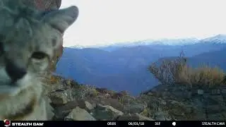 Andes kat vastgelegd op cameratrap in Chili - copyright Andean Cat Allianze (AGA)