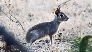 5 Fun Facts About The Chacoan Mara