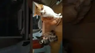 寄りを戻す二匹の猫😽🐾#茶白猫コンタ🐈️#保護猫ミミ🐈️#サビ猫#shorts