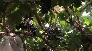 Grapevine farm at Al Mudaybi, Oman